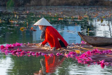 Long An vilayeti, Vietnam - 22 Ağustos 2024: Moc Hoa bölgesindeki kırsal kadınların manzarası, Long An vilayeti, Mekong Delta su zambağı hasat ediyor. Nilüfer burada geleneksel bir yemektir.