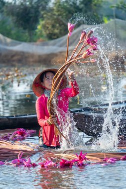 Long An vilayeti, Vietnam - 22 Ağustos 2024: Moc Hoa bölgesindeki kırsal kadınların manzarası, Long An vilayeti, Mekong Delta su zambağı hasat ediyor. Nilüfer burada geleneksel bir yemektir.