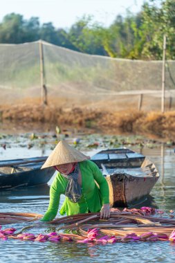 Long An vilayeti, Vietnam - 22 Ağustos 2024: Moc Hoa bölgesindeki kırsal kadınların manzarası, Long An vilayeti, Mekong Delta su zambağı hasat ediyor. Nilüfer burada geleneksel bir yemektir.