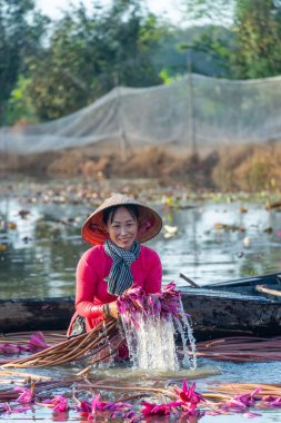 Long An vilayeti, Vietnam - 22 Ağustos 2024: Moc Hoa bölgesindeki kırsal kadınların manzarası, Long An vilayeti, Mekong Delta su zambağı hasat ediyor. Nilüfer burada geleneksel bir yemektir.
