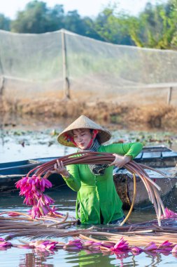 Long An vilayeti, Vietnam - 22 Ağustos 2024: Moc Hoa bölgesindeki kırsal kadınların manzarası, Long An vilayeti, Mekong Delta su zambağı hasat ediyor. Nilüfer burada geleneksel bir yemektir.