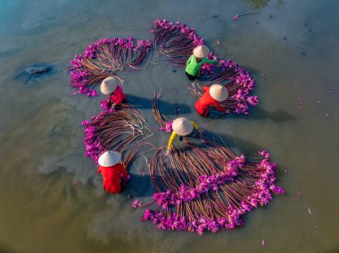 Moc Hoa, Long An, Mekong Delta 'daki kırsal kesim kadınları su zambağı topluyor. Nilüfer burada geleneksel bir yemektir. Seyahat ve manzara konsepti