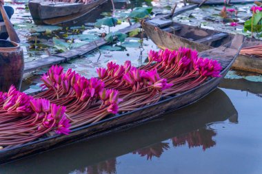 Hasat mevsiminde Mekong Delta 'daki nilüferlerin ve ahşap teknenin manzarası. Nilüfer burada geleneksel bir yemektir. Seyahat ve manzara konsepti