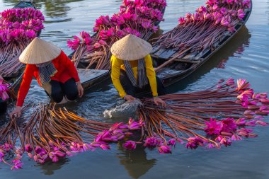 Moc Hoa bölgesindeki kırsal kadınlar, Long An, Mekong Delta su zambağı topluyor. Nilüfer burada geleneksel bir yemektir. Seyahat ve manzara konsepti