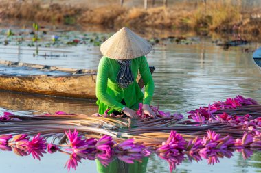 Moc Hoa bölgesindeki kırsal kadınlar, Long An, Mekong Delta su zambağı topluyor. Nilüfer burada geleneksel bir yemektir. Seyahat ve manzara konsepti