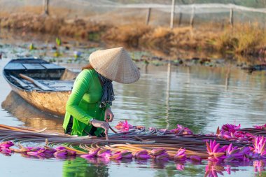 Moc Hoa bölgesindeki kırsal kadınlar, Long An, Mekong Delta su zambağı topluyor. Nilüfer burada geleneksel bir yemektir. Seyahat ve manzara konsepti