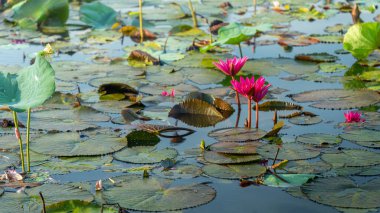 Hasat mevsiminde Mekong Delta 'daki pembe nilüferlerin manzarası. Nilüfer burada geleneksel bir yemektir. Seyahat ve manzara konsepti