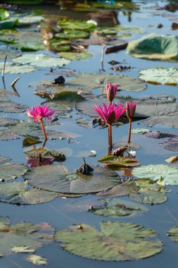 Hasat mevsiminde Mekong Delta 'daki pembe nilüferlerin manzarası. Nilüfer burada geleneksel bir yemektir. Seyahat ve manzara konsepti