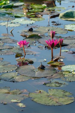 Hasat mevsiminde Mekong Delta 'daki pembe nilüferlerin manzarası. Nilüfer burada geleneksel bir yemektir. Seyahat ve manzara konsepti