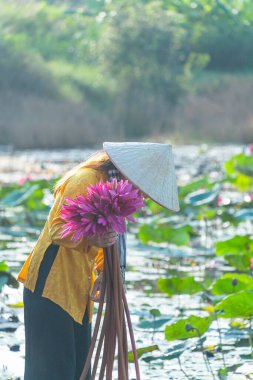 Moc Hoa bölgesindeki kırsal Vietnamlı kız, Long An eyaleti, Mekong Deltası su zambağı topluyor. Nilüfer burada geleneksel bir yemektir. Seyahat ve manzara konsepti