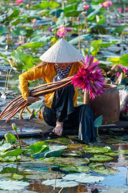 Moc Hoa bölgesindeki kırsal Vietnamlı kız, Long An eyaleti, Mekong Deltası su zambağı topluyor. Nilüfer burada geleneksel bir yemektir. Seyahat ve manzara konsepti