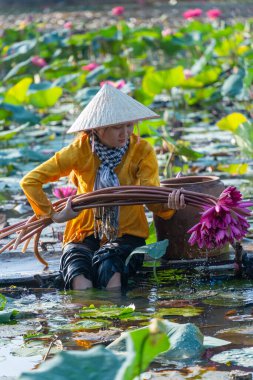 Moc Hoa bölgesindeki kırsal Vietnamlı kız, Long An eyaleti, Mekong Deltası su zambağı topluyor. Nilüfer burada geleneksel bir yemektir. Seyahat ve manzara konsepti