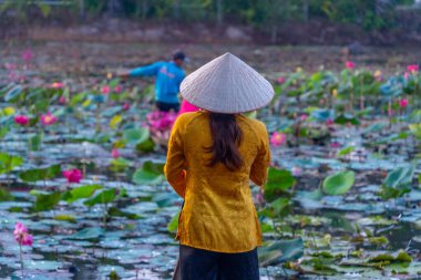 Moc Hoa bölgesindeki kırsal Vietnamlı kız, Long An eyaleti, Mekong Deltası su zambağı topluyor. Nilüfer burada geleneksel bir yemektir. Seyahat ve manzara konsepti