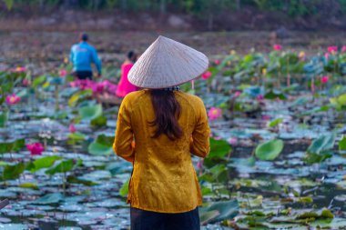 Moc Hoa bölgesindeki kırsal Vietnamlı kız, Long An eyaleti, Mekong Deltası su zambağı topluyor. Nilüfer burada geleneksel bir yemektir. Seyahat ve manzara konsepti