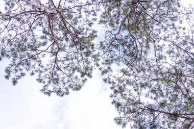 Çam ağaçlarının tepesi olan gökyüzü. Güzel doğa. Karışık orman. Mavi gökyüzü, güneş ve bulutlar. Aşağıdaki ağaç. Doğa ve arkaplan kavramı