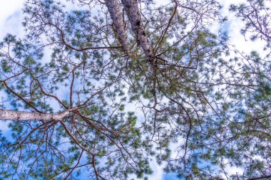 Çam ağaçlarının tepesi olan gökyüzü. Güzel doğa. Karışık orman. Mavi gökyüzü, güneş ve bulutlar. Aşağıdaki ağaç. Doğa ve arkaplan kavramı