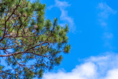 Çam ağaçlarının tepesi olan gökyüzü. Güzel doğa. Karışık orman. Mavi gökyüzü, güneş ve bulutlar. Aşağıdaki ağaç. Doğa ve arkaplan kavramı