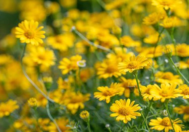Sarı papatya tarlasında çiy taneleri sabah güneşinin altında doğa arka planında. Tet Tatili 'nde ya da Vietnam' da yeni yılda süslemek için çiçekler.