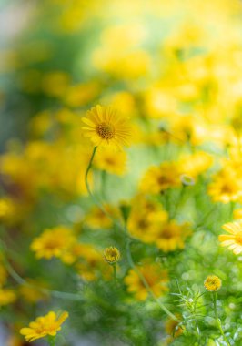Sarı papatya tarlasında çiy taneleri sabah güneşinin altında doğa arka planında. Tet Tatili 'nde ya da Vietnam' da yeni yılda süslemek için çiçekler.