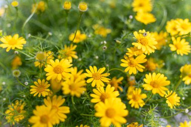 Sarı papatya tarlasında çiy taneleri sabah güneşinin altında doğa arka planında. Tet Tatili 'nde ya da Vietnam' da yeni yılda süslemek için çiçekler.