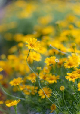 Sarı papatya tarlasında çiy taneleri sabah güneşinin altında doğa arka planında. Tet Tatili 'nde ya da Vietnam' da yeni yılda süslemek için çiçekler.