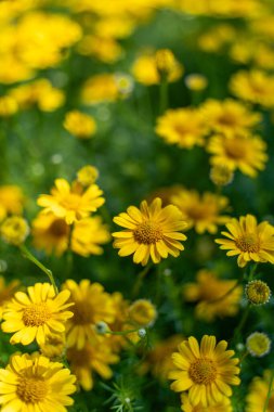 Sarı papatya tarlasında çiy taneleri sabah güneşinin altında doğa arka planında. Tet Tatili 'nde ya da Vietnam' da yeni yılda süslemek için çiçekler.