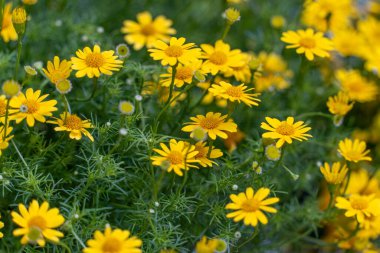 Sarı papatya tarlasında çiy taneleri sabah güneşinin altında doğa arka planında. Tet Tatili 'nde ya da Vietnam' da yeni yılda süslemek için çiçekler.