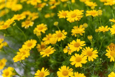 Sarı papatya tarlasında çiy taneleri sabah güneşinin altında doğa arka planında. Tet Tatili 'nde ya da Vietnam' da yeni yılda süslemek için çiçekler.