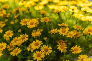 Sarı papatya tarlasında çiy taneleri sabah güneşinin altında doğa arka planında. Tet Tatili 'nde ya da Vietnam' da yeni yılda süslemek için çiçekler.