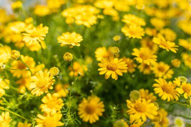 Sarı papatya tarlasında çiy taneleri sabah güneşinin altında doğa arka planında. Tet Tatili 'nde ya da Vietnam' da yeni yılda süslemek için çiçekler.