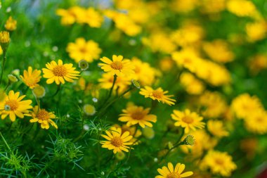 Sarı papatya tarlasında çiy taneleri sabah güneşinin altında doğa arka planında. Tet Tatili 'nde ya da Vietnam' da yeni yılda süslemek için çiçekler.