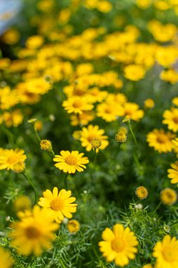 Sarı papatya tarlasında çiy taneleri sabah güneşinin altında doğa arka planında. Tet Tatili 'nde ya da Vietnam' da yeni yılda süslemek için çiçekler.