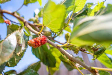 Olgun siyah ve olgunlaşmamış kırmızı. Ağacın dalındaki dutlar ya da Mayıs ayındaki bir bahçede Morus Alba. Doğa ve gıda konsepti.