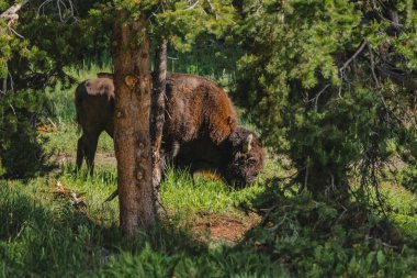 Yellowstone Ulusal Parkı 'nda bir bizon ya da bufalo otluyor.