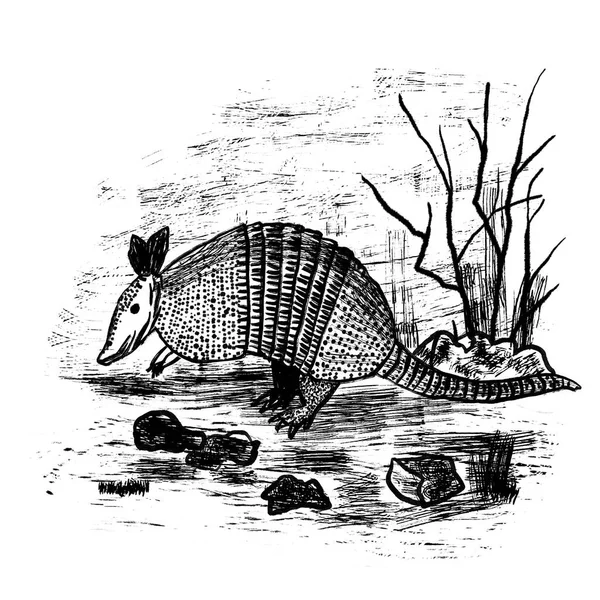 Handgezeichnete Illustration Von Gürteltieren Realistisches Säugetierzoo Umweltschutzkonzept Naturlandschaft Buschfelsen Tintenzeichnung — Stockfoto