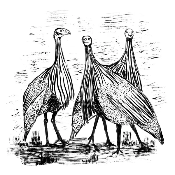 Guineafuil Vogel Met Hand Getrokken Illsutratie Natuur Natuurlijke Realistische Soorten — Stockfoto