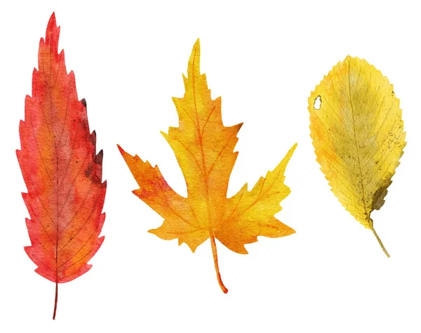 Akvarelové Ručně Kreslené Ilustrace Podzimních Listů Žlutá Oranžová Červená Rostlina — Stock fotografie