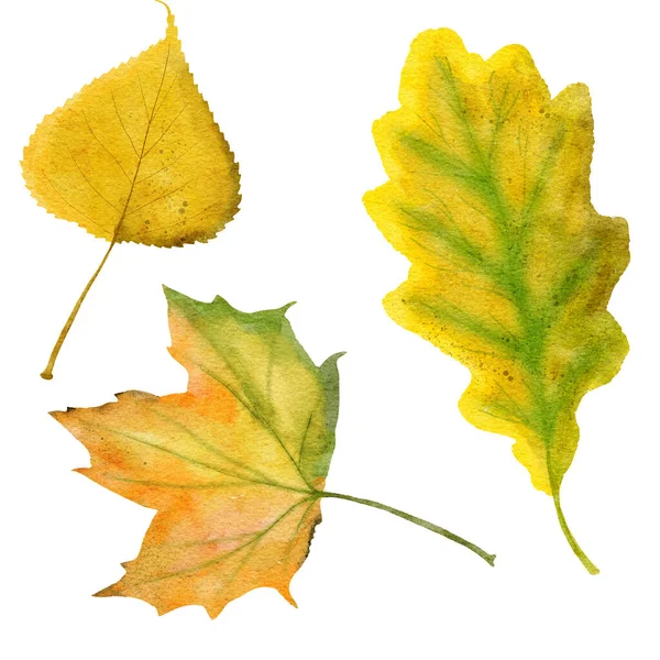 Aquarell Handgezeichnete Illustration Von Herbstblättern Gelb Orange Rot Pflanzenzweig Wilder — Stockfoto