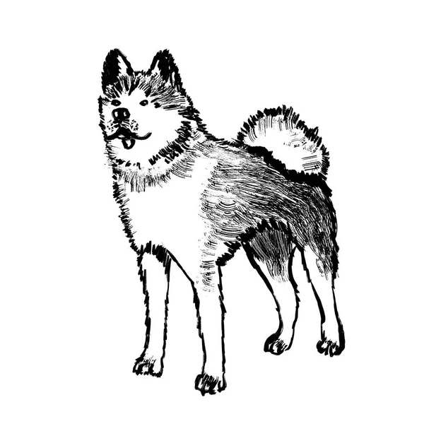 Cão Japonês Akita Inu Animal Estimação Doméstico Lobo Selvagem Espécies — Fotografia de Stock