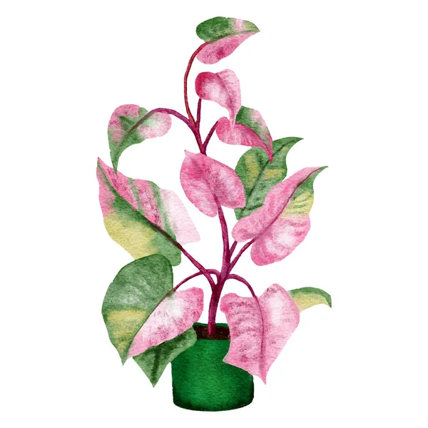 手绘水彩画的海龙粉红公主居家植物 绿叶粉红盆栽花 热带叶 品种昂贵 城市丛林自然爱好者种草本植物 — 图库照片