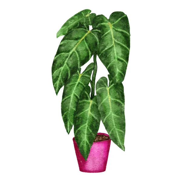 Handritade Akvarell Illustration Philodendron Melanochrysum Krukväxt Gröna Blad Rosa Kruka — Stockfoto