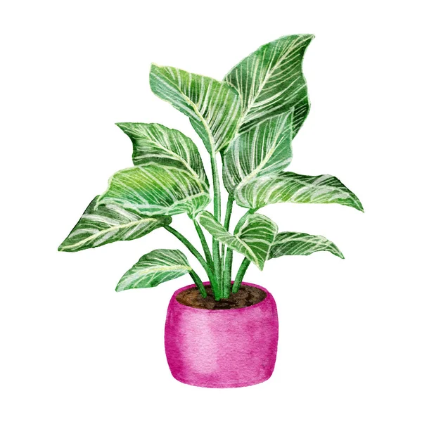 水彩画手绘了菲罗敦 比尔金的插图 流行风尚的家庭植物花在粉红壶里 绿叶绿叶绿叶绿叶 城市丛林中叶室室内植物 时尚昂贵 — 图库照片
