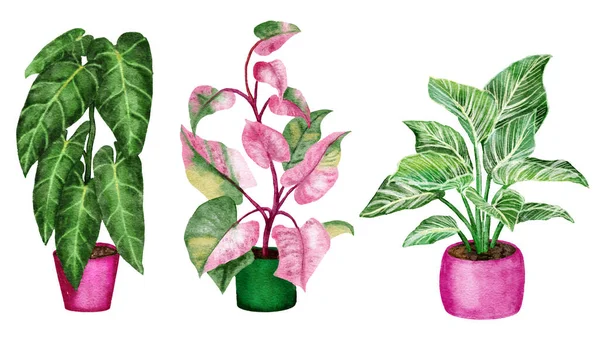 手绘水彩画的海龙家庭植物品脱的水彩画 室内花房 家养盆栽 昂贵的时尚植物花盆 城市丛林设计 — 图库照片