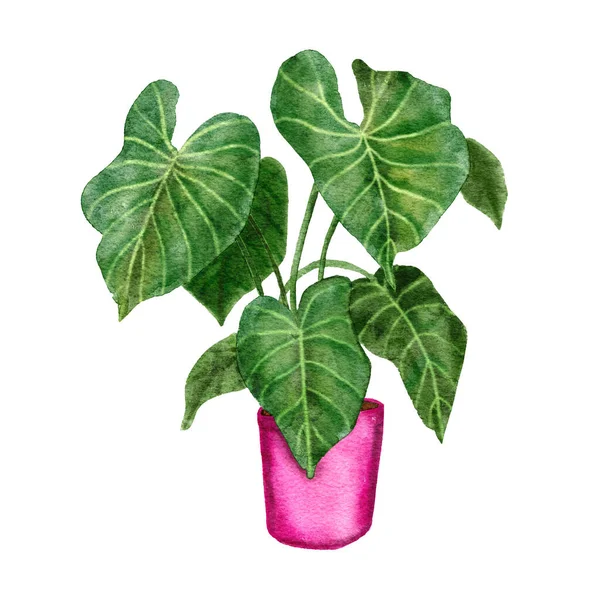 Handritade Akvarell Illustration Philodendron Gloriosim Krukväxt Gröna Blad Rosa Kruka — Stockfoto