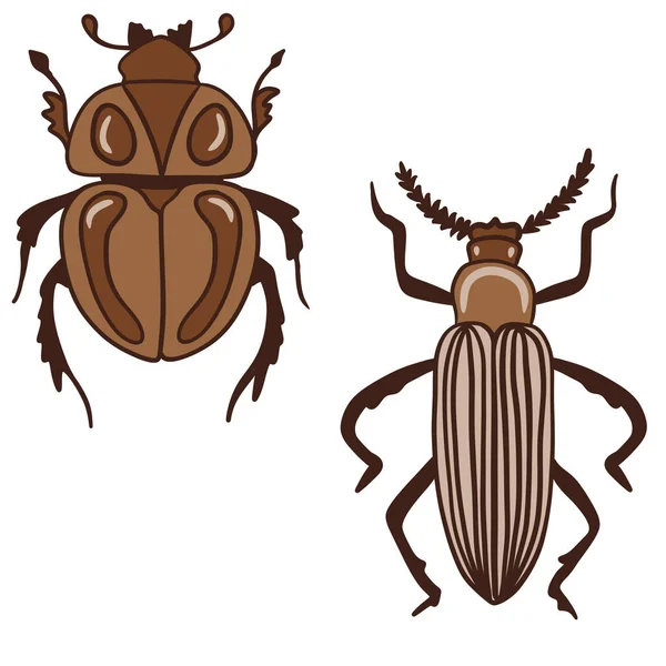 Ručně Kreslený Obrázek Hmyzu Brouků Béžově Hnědých Barvách Přírodní Druh — Stock fotografie