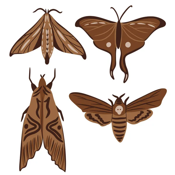 Handgetekende Illustratie Van Vlinder Mot Insect Beige Bruine Kleuren Natuursoort — Stockfoto