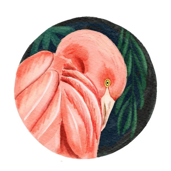 Fenicottero Rosa Cerchio Rotondo Fenicotteri Tropicali Esotici Rosa Isolati Sfondo — Foto Stock