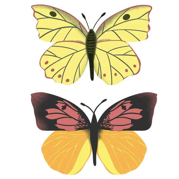 Ilustración Dibujada Mano California Dogface Butterfly Zerene Eurydice Símbolo Estatal —  Fotos de Stock