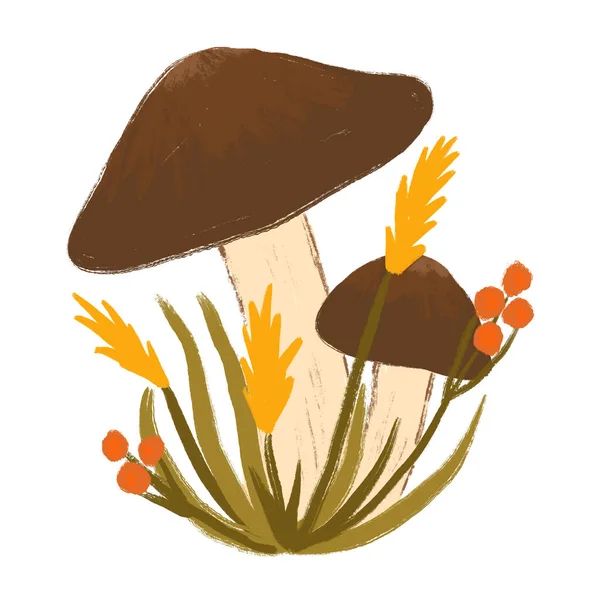 草のハーブの花と夏の茶色のキノコの手描きイラスト 秋の自然の森の森 かわいい描画真菌野生の有毒食用キノコ — ストック写真