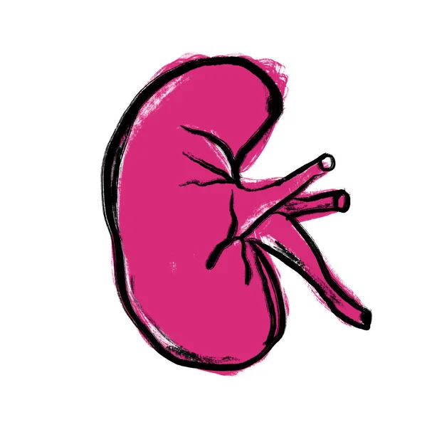 Ручная Иллюстрация Красной Пурпурной Почки Эскиз Медицинской Медицины Тело Анатомического — стоковое фото